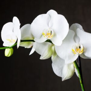 fleurs blanche